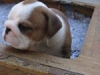 We-have-a-male-and-a-fmale-Home-raise-English-Bulldogl-puppies-for-Free-Adoption-