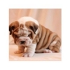 English-bulldog-puppies-for-sale-in-Anchorage-AK