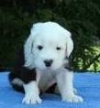 adorable-puppy-avelable